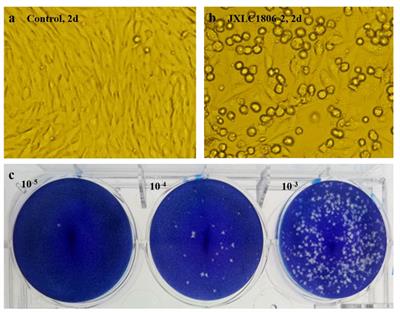 Isolation and identification of Tete virus group (Peribunyaviridae: Orthobunyavirus) from Culicoides biting midges collected in Lichuan County, China